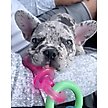 Show in main carousel: Nylabone Puppy Pacifier Teething Toy Chew Teething Pacifier Bacon, Small slide 2 of 13