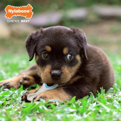 Show full view: Nylabone Puppy Power Chew Knuckle Bone & Pop-In Puppy Treat Toy Combo, Blue, X-Small slide 3 of 12