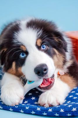 Show full view: Nylabone Puppy Power Chew Knuckle Bone & Pop-In Puppy Treat Toy Combo Chicken, Medium slide 3 of 12