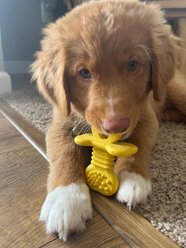 Nylabone Puppy Rubber Teether Vanilla Yellow, Small slide 2 of 9