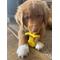 Show in main carousel: Nylabone Puppy Rubber Teether Vanilla Yellow, Small slide 3 of 14
