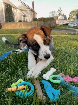 Show full view: Nylabone Puppy Starter Pack Chew Toys & Treat Variety, Small, 6 count slide 2 of 12