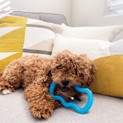 Nylabone Puppy Teethe n' Tug Toy Blue, X-Small  slide 2 of 7