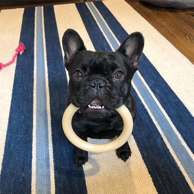 Show full view: Nylabone Ring Power Chew Dog Toy Original, Large slide 2 of 12