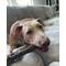 Show in main carousel: Nylabone Strong Chew Real Wood Dog Stick Toy Maple Bacon, X-Large slide 4 of 14