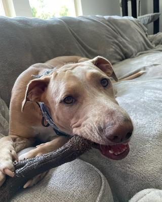 Show full view: Nylabone Strong Chew Real Wood Dog Stick Toy Maple Bacon, X-Large slide 4 of 14