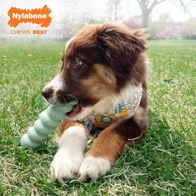 Show full view: Nylabone Teething Stick Puppy Chew Toy, Green slide 6 of 14