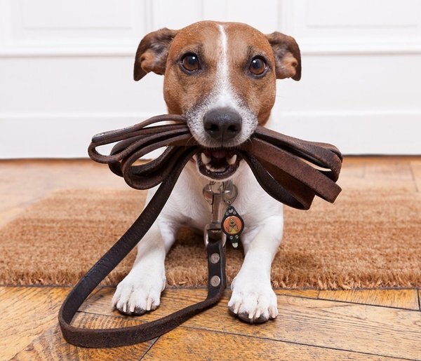 Oh You Lucky Dog! Bubba's LED Leash Light