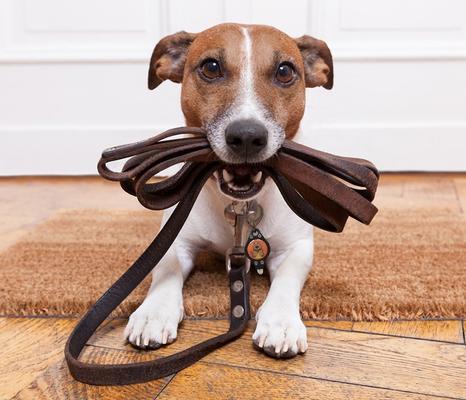 Show full view: Oh You Lucky Dog! Bubba's LED Leash Light, 2 pack slide 4 of 7