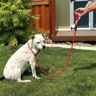 Show full view: OmniPet Dog Slip Leash, Red slide 5 of 5