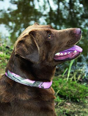 Show full view: OmniPet RealTree APC Pink Camouflage Kwik Klip Dog Collar, Medium slide 3 of 6