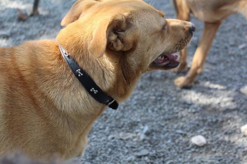 Show full view: OmniPet Signature Leather Bone Dog Collar, Black, 16-in slide 3 of 6