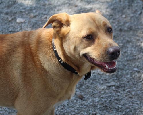 Show full view: OmniPet Signature Leather Bone Dog Collar, Black, 24-in slide 4 of 6