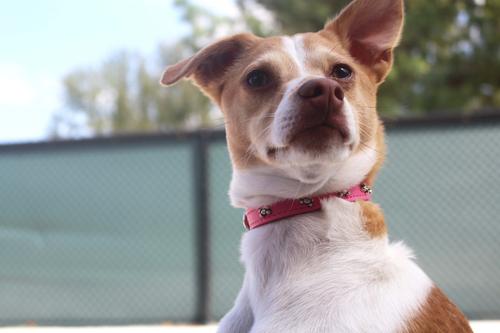 Show full view: OmniPet Signature Leather Bone Dog Collar, Pink, Size 12: 8 to 10-in slide 3 of 6