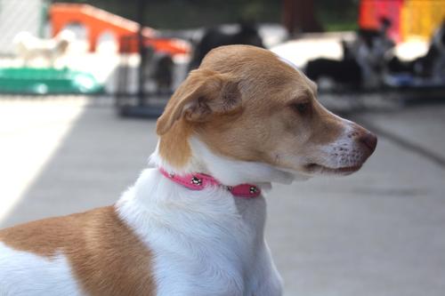 Show full view: OmniPet Signature Leather Bone Dog Collar, Red, 16-in slide 4 of 6