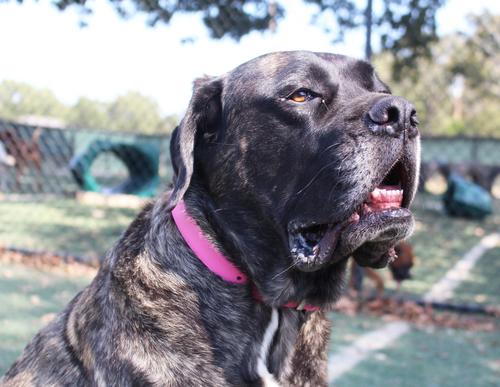 Show full view: OmniPet Signature Leather Dog Collar, Pink, 18-in slide 5 of 8