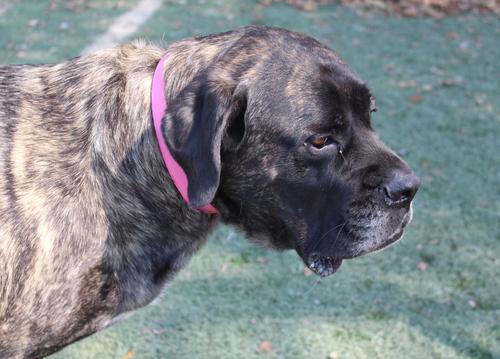 Show full view: OmniPet Signature Leather Dog Collar, Pink, 22-in slide 5 of 7