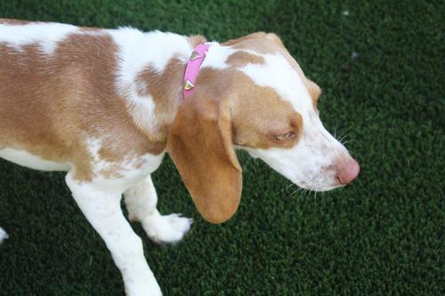 Show full view: OmniPet Signature Leather Heart Dog Collar, Blue, 22-in slide 3 of 6