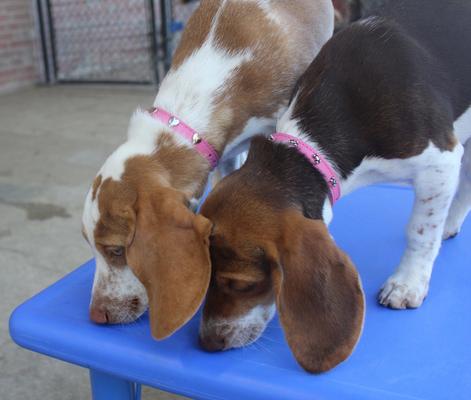 Show full view: OmniPet Signature Leather Heart Dog Collar, Pink, 22-in slide 4 of 6