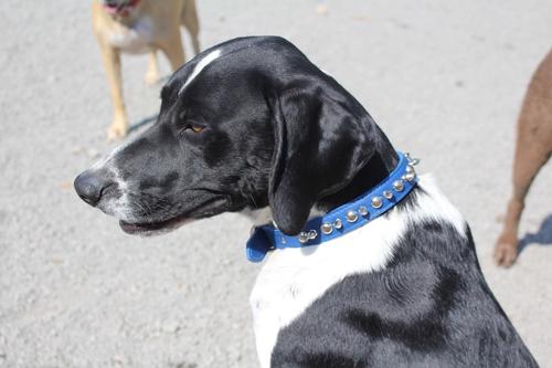Show full view: OmniPet Signature Leather Studs & Spikes Dog Collar, Blue, 14-in slide 3 of 6