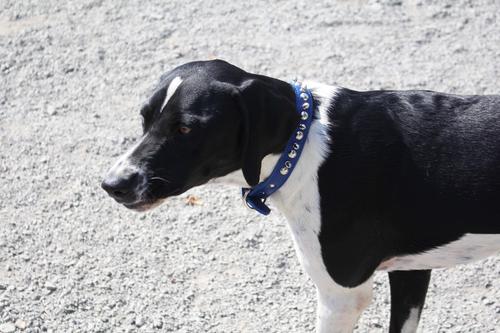 Show full view: OmniPet Signature Leather Studs & Spikes Dog Collar, Blue, 14-in slide 4 of 6