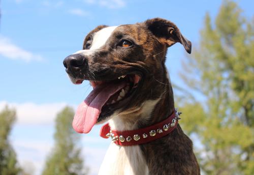 Show full view: OmniPet Signature Leather Studs & Spikes Dog Collar, Pink, 12-in slide 3 of 6