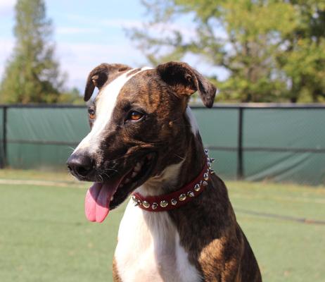 Show full view: OmniPet Signature Leather Studs & Spikes Dog Collar, Red, 14-in slide 4 of 6