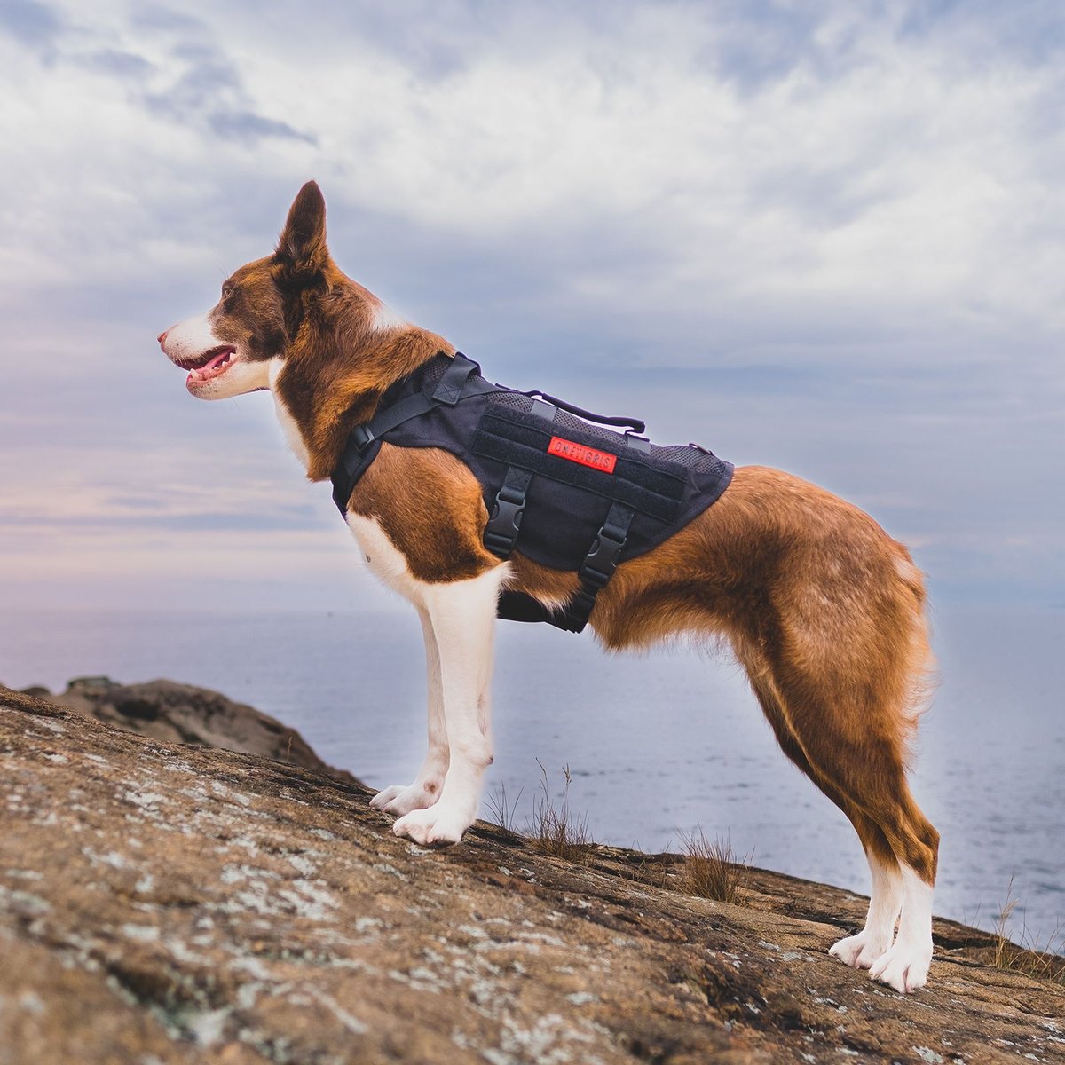 OneTigris AIRE Nylon Mesh No Pull Dog Harness, Black, X-Large: 31 to 40-in chest