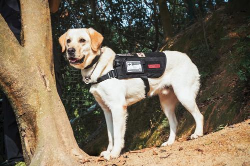 Show full view: OneTigris Apollo 09 Tactical Dog Harness, Black, 17 to 35-in chest slide 7 of 10