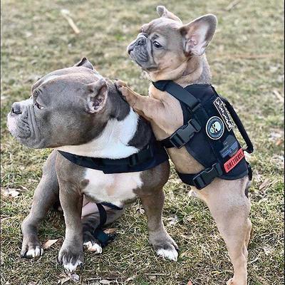 Show full view: OneTigris Beast Mojo Nylon Tactical Dog Harness, Black, X-Small: 15 to 22-in chest slide 7 of 10