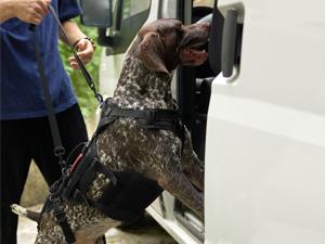 Show full view: OneTigris Full Body Dog Lift Support Harness, Black, Medium slide 10 of 11