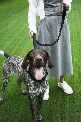 Show full view: OneTigris Training Nylon Bungee Dog Leash, Black, 3.875-ft long, 1-in wide slide 9 of 11