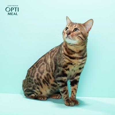 Show full view: Optimeal Grain-Free Chicken & Veggies Recipe Dry Cat Food, 3.3-lb bag slide 9 of 10