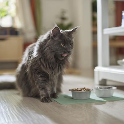 Show full view: Speckle & Spot by Ore' Originals Pet Silicone Dog & Cat Placemat, Jade slide 4 of 8