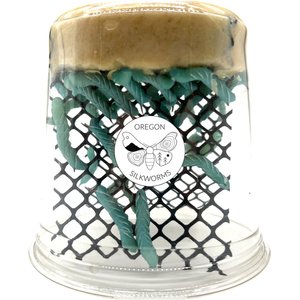 Bassett's Cricket Ranch Mealworms Live Reptile Food, Large: 3/4-in