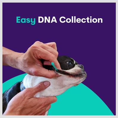 Show full view: Orivet Geno Pet Plus Dog DNA Breed Identification + Health Test slide 8 of 8