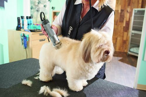 Show full view: Oster A5 Golden Pet Hair Grooming Clipper, 2-Speed slide 9 of 11