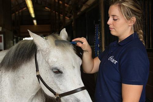 Show full view: Oster Equine Care Mane & Tail Horse Comb, Blue slide 3 of 4