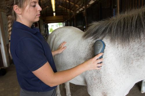 Show full view: Oster Equine Care Stiff Grooming Horse Brush, Blue slide 3 of 3