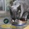 Show in main carousel: OurPets Durapet Premium Stainless Steel Cat & Dog Bowl, Medium, 1 cup slide 3 of 8