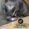Show in main carousel: OurPets Durapet Premium Stainless Steel Cat & Dog Bowl, Small, 0.75 cups slide 4 of 9
