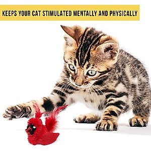 OurPets Play-N-Squeak Real Birds Cardinal Cat Toy