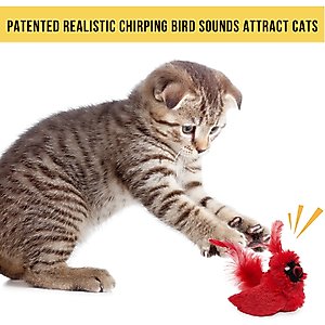 OurPets Play-N-Squeak Real Birds Cardinal Cat Toy