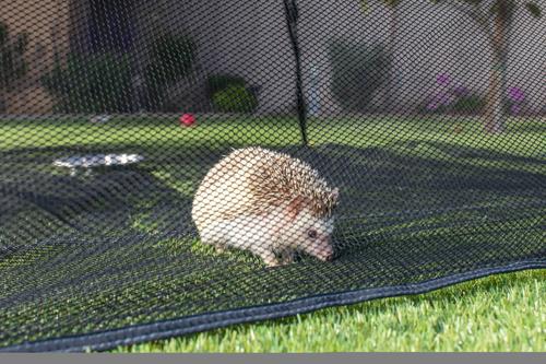 Show full view: Outback Jack Happy Habitat Cat Playpen Tent slide 5 of 11
