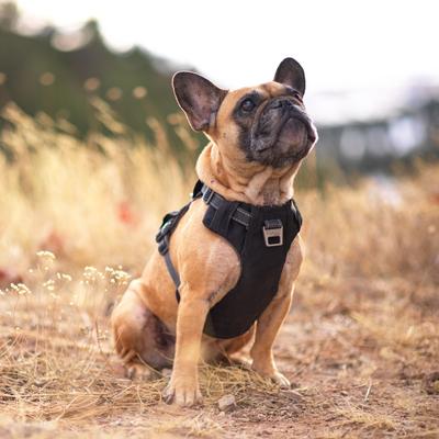 Show full view: Outward Hound Boulder Adventure Adjustable w/Pockets Dog Harness, Black, Small slide 7 of 8