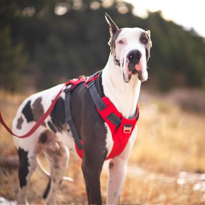 Show full view: Outward Hound Boulder Adventure Adjustable w/Pockets Dog Harness, Red, Small slide 7 of 8