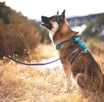 Show full view: Outward Hound Boulder Grip Reflective Dog Leash, Black slide 6 of 7