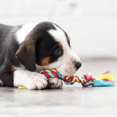 Show full view: Outward Hound Dental Chew Pack Dog Toy, Petite slide 8 of 11