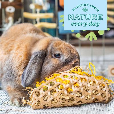 Show full view: Oxbow Animal Health Enriched Life Celebration Party Pack Small Animal Toy slide 6 of 7