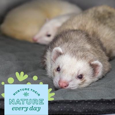 Show full view: Oxbow Animal Health Enriched Life Washable Floor Mat, 24-in slide 4 of 6